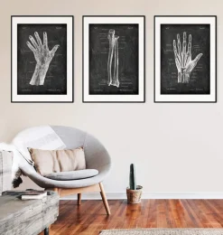 Codex Anatomicus Skull & Skeleton | Hands & Legs^Ulna & Radius - Chalkboard