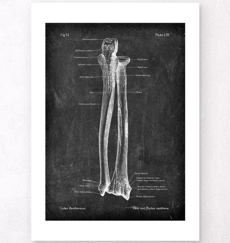 Codex Anatomicus Skull & Skeleton | Hands & Legs^Ulna & Radius - Chalkboard