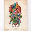 Codex Anatomicus Kidney & Liver^Urinary system - Floral - Vintage