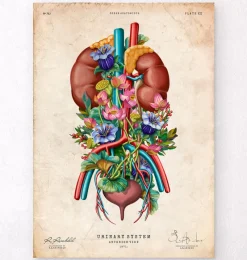 Codex Anatomicus Kidney & Liver^Urinary system - Floral - Vintage