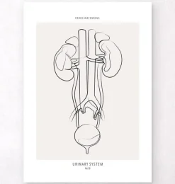 Codex Anatomicus Kidney & Liver^Urinary system anatomy - Line Art