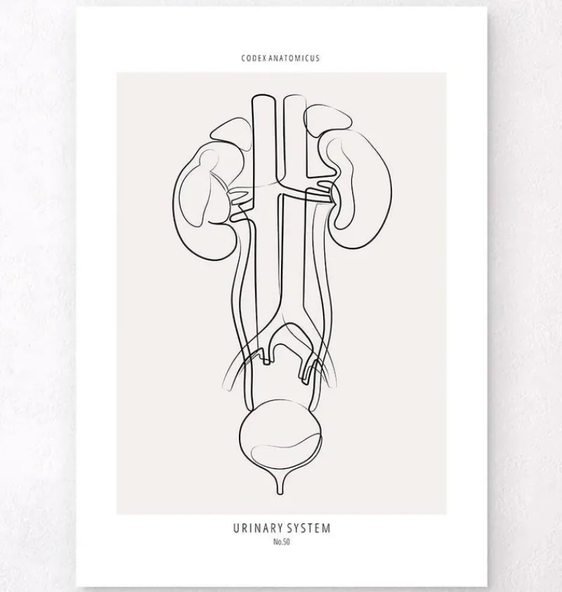 Codex Anatomicus Kidney & Liver^Urinary system anatomy - Line Art