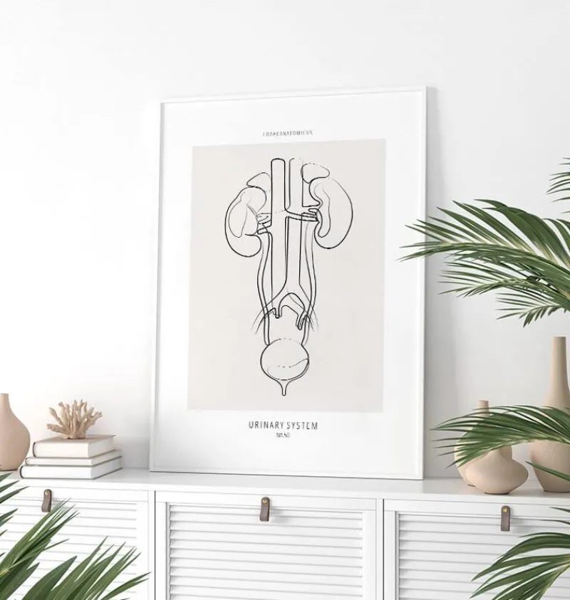 Codex Anatomicus Kidney & Liver^Urinary system anatomy - Line Art