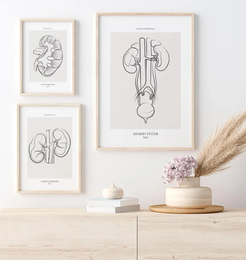 Codex Anatomicus Kidney & Liver^Urinary system anatomy - Line Art