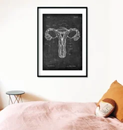 Codex Anatomicus Obstetrics & Gynecology^Uterus anatomy - Chalkboard