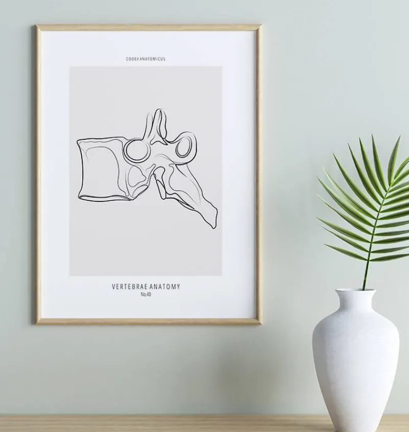 Codex Anatomicus Skull & Skeleton^Vertebrae anatomy - Line Art