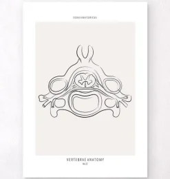 Codex Anatomicus Skull & Skeleton^Vertebrae anatomy II - Line Art