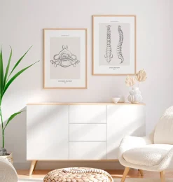 Codex Anatomicus Skull & Skeleton^Vertebrae anatomy II - Line Art