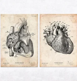 Codex Anatomicus Heart Anatomy^Vintage & Chalkboard Heart anatomy - Set of 5