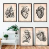 Codex Anatomicus Heart Anatomy^Vintage Heart anatomy - Set of 5