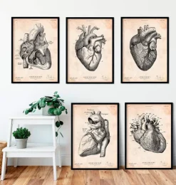Codex Anatomicus Heart Anatomy^Vintage Heart anatomy - Set of 5