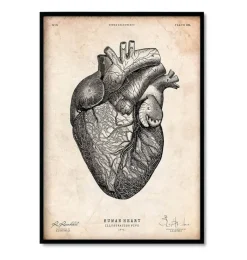 Codex Anatomicus Heart Anatomy^Vintage Heart anatomy - Set of 5