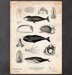 Codex Anatomicus Animal Anatomy^Whale anatomy print