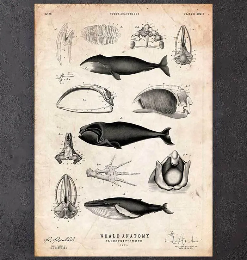 Codex Anatomicus Animal Anatomy^Whale anatomy print
