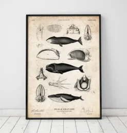 Codex Anatomicus Animal Anatomy^Whale anatomy print