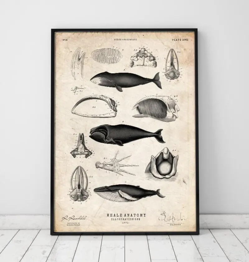 Codex Anatomicus Animal Anatomy^Whale anatomy print