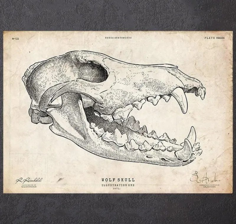 Codex Anatomicus Animal Anatomy^Wolf skull